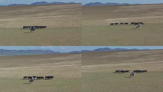 在牧场牧牛的牛仔-鸟瞰图高清在线视频素材下载