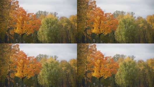 秋风中黄澄澄的枫树高清在线视频素材下载