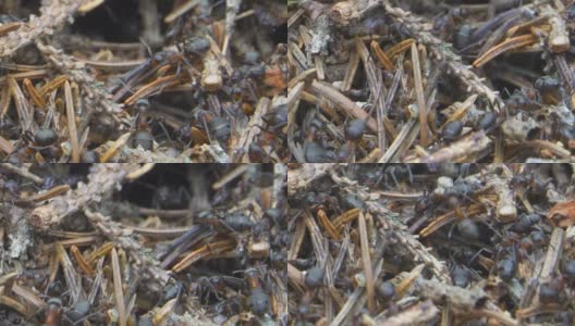 红蚂蚁(木蚂蚁)一起在蚁丘上工作的特写高清在线视频素材下载