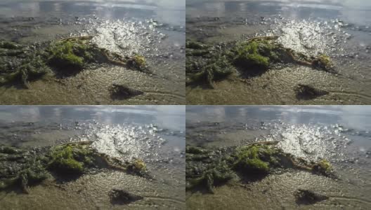 长大的蜻蜓幼虫在岸边的沙滩上爬行，对池塘进行微距特写拍摄高清在线视频素材下载