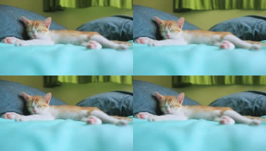 睡觉的小猫高清在线视频素材下载