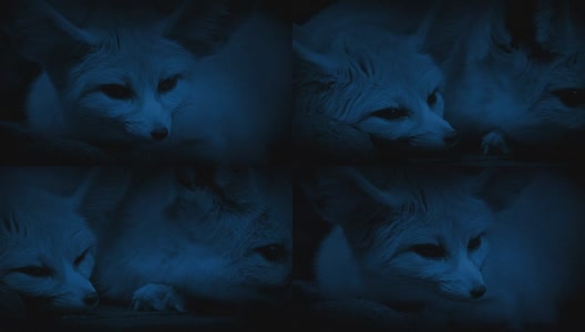 洞狐雌雄夜间活动高清在线视频素材下载