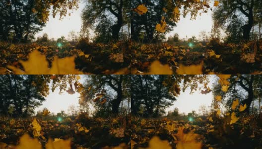 近距离观察秋天公园里飘落的黄色枫叶。明亮的太阳照亮了鲜艳的落叶。美丽的自然景观为背景。五彩缤纷的秋季。慢动作高清在线视频素材下载