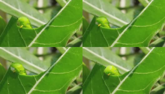 害虫，吃Adenium叶子的绿毛虫高清在线视频素材下载