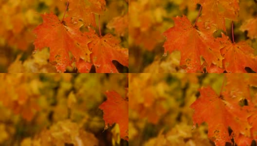 爱德华花园的枫叶在一个雨天，多伦多高清在线视频素材下载
