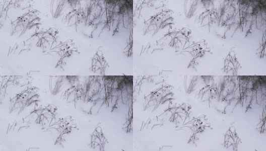 美丽的冬季大自然与鸟儿在冰雪覆盖的拉普兰树枝上，冬天的背景，冬天寒冷，山雀在冬天。高清在线视频素材下载