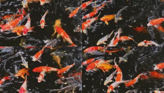 五颜六色的锦鲤在清澈的池塘里游泳。高清在线视频素材下载