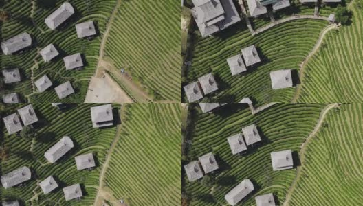 空中拍摄山上的茶园高清在线视频素材下载