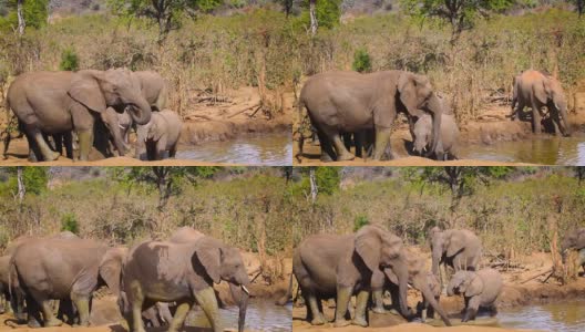 南非克鲁格国家公园里的非洲丛林象高清在线视频素材下载