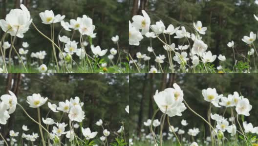 森林里第一朵春天开的白花高清在线视频素材下载