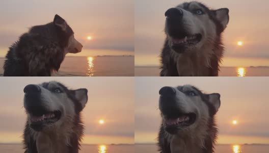 在沙滩上，一只哈士奇狗在夕阳下慢镜头的特写。高清在线视频素材下载