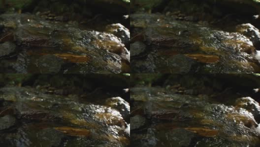 河流流经日本的森林和山脉高清在线视频素材下载