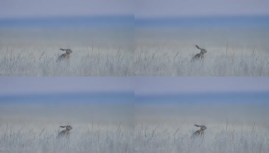 欧洲野兔(Lepus europaeus)，也称为棕色野兔，产于俄罗斯高清在线视频素材下载