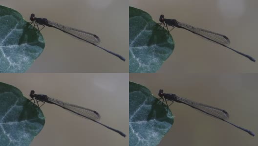 在高清视频中，针蜻蜓(Ischnura heterosticta)的特点是身体细长，呈针状，翅膀处于静止状态。高清在线视频素材下载