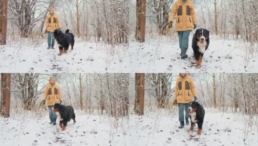 在雪原森林里，一名身穿黄色冬季夹克的女子正带着她的伯尔尼山狗走向摄像机。高清在线视频素材下载