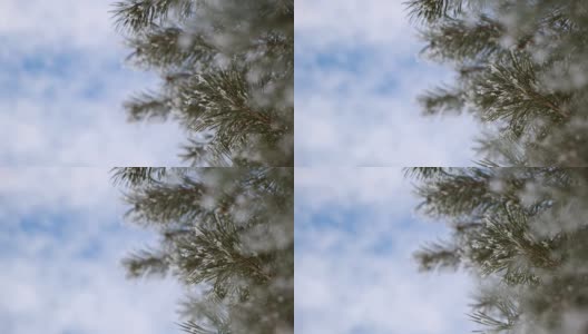 近距离观看美丽的绿色树枝的圣诞节新鲜的松树覆盖着霜白色的雪。阳光明媚的冬季森林景观。蓝色和黄色的天空。日落，4k库存视频素材。高清在线视频素材下载