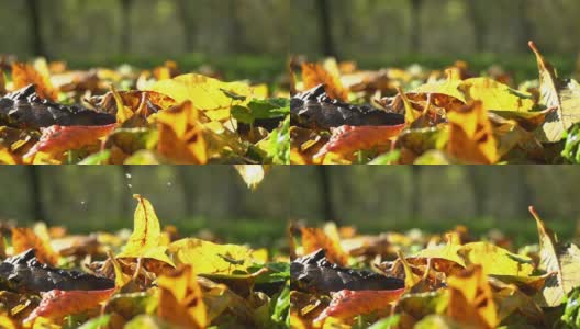 HD SUPER SLOW-MO: Wet Autumn Leaves高清在线视频素材下载
