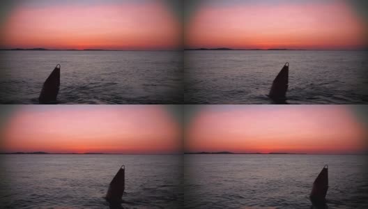 粉红色的夕阳飘过海面，掠过一个浮标高清在线视频素材下载