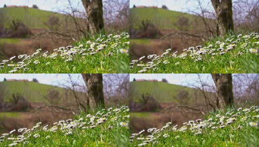 草地上的雏菊高清在线视频素材下载