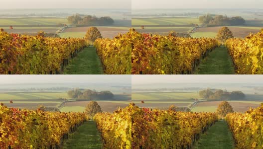 T/L 8K拍摄的一个秋天的葡萄园在黎明高清在线视频素材下载