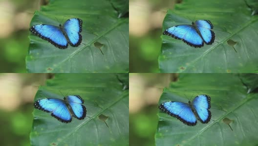 蓝色的蝴蝶高清在线视频素材下载