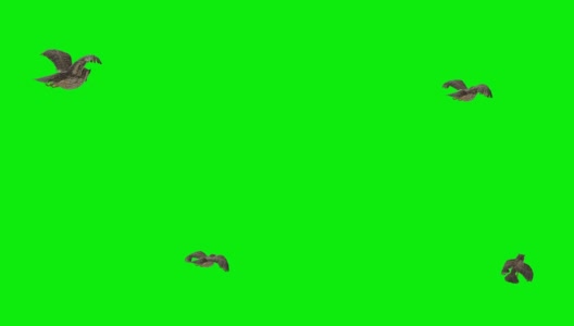 猫头鹰降落绿色屏幕(可循环)高清在线视频素材下载