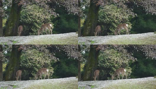 日本樱花盛开季节的亚洲鹿。高清在线视频素材下载
