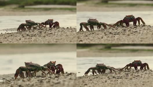 这是两只野蟹互相争斗或戏弄的漂亮画面。关于交配高清在线视频素材下载