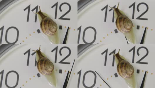 蜗牛爬过钟面高清在线视频素材下载