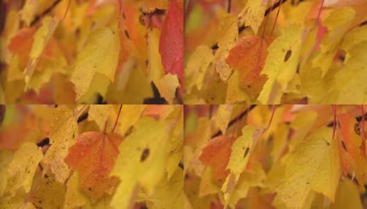 近距离观察:在多雨的秋天，水滴在充满活力的枫树明亮潮湿的叶子上高清在线视频素材下载
