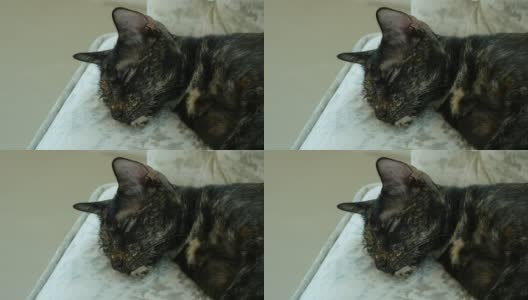 沉睡的猫高清在线视频素材下载