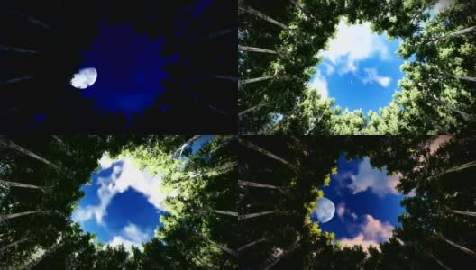 抬头看一圈红杉，流云，满月高清在线视频素材下载