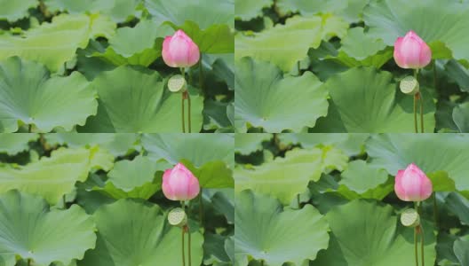 昭和国家公园的莲花近镜头标准聚焦高清在线视频素材下载