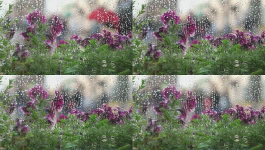 夏日窗外的雨café。雨点落在窗玻璃上，模糊了自然的浅紫色，紫外光花的半色调，美丽的散景在潮湿的城市窗户后面。抽象的剪影，人们走在伞下。概念生活方式现代城市高清在线视频素材下载