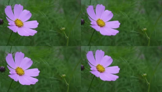 花坛上美丽的宇宙花。近距离高清在线视频素材下载