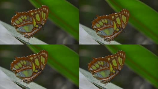 叶子上有绿色和棕色的热带蝴蝶高清在线视频素材下载
