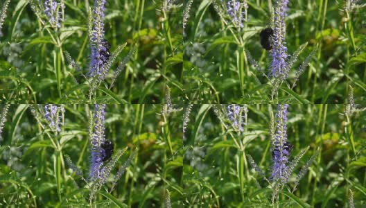 Veronica叶。蜜蜂在花上。田野里的野花。视频片段静态摄像机高清在线视频素材下载