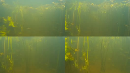 水下的一群淡水鱼高清在线视频素材下载
