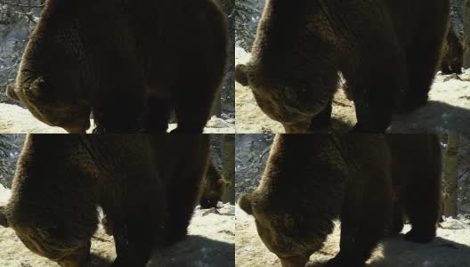 冬天的森林里有棕熊。两只熊在雪地里吃东西。缓慢的运动。高清在线视频素材下载