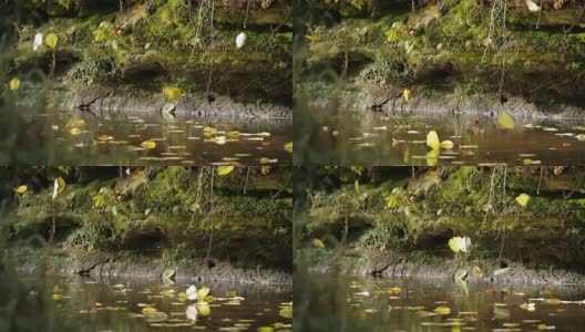 树叶掉进河里的慢镜头高清在线视频素材下载