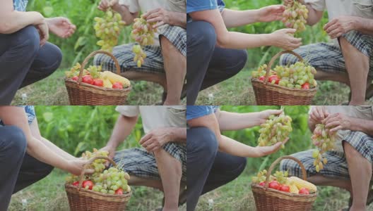 一个男人和一个女人在他们的花园里采摘成熟的葡萄和蔬菜，评估每一粒葡萄的质量，并想用它榨汁。把葡萄和蔬菜叠在篮子里，然后回家去高清在线视频素材下载