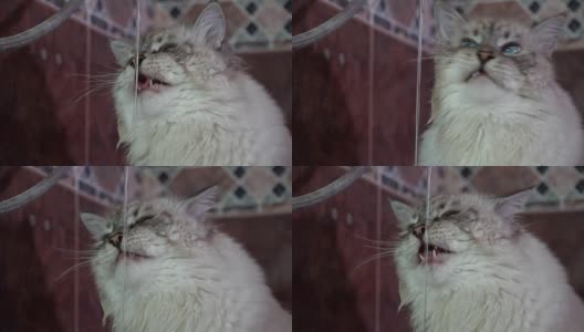 家养西伯利亚猫在涓涓细流中饮水和探险高清在线视频素材下载
