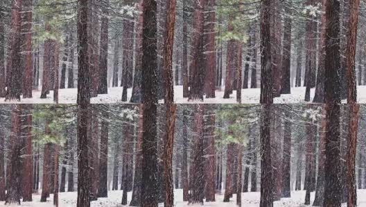 加州红杉林降雪高清在线视频素材下载