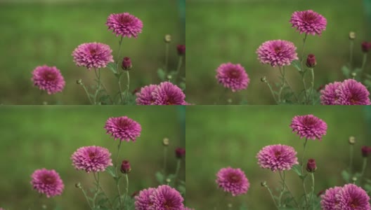 大自然。夏日草地上，风浪卷起紫色的菊花。花的背景高清在线视频素材下载