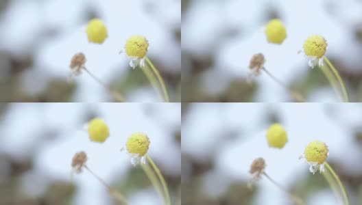 洋甘菊的花和叶高清在线视频素材下载