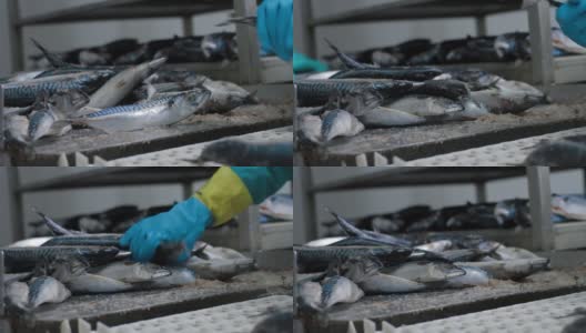 工厂的员工正在清洗冷冻鱼。输送输送机构是鱼类的搬迁加工。高清在线视频素材下载