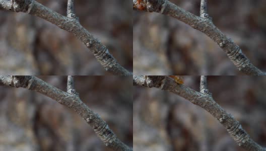 公园里的红蚂蚁4K镜头高清在线视频素材下载