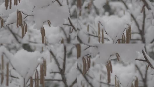 在拉克鲁萨的森林里，雪花落在树枝上高清在线视频素材下载