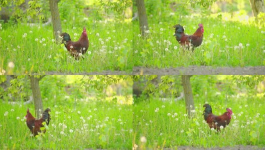 公鸡在草地上走高清在线视频素材下载