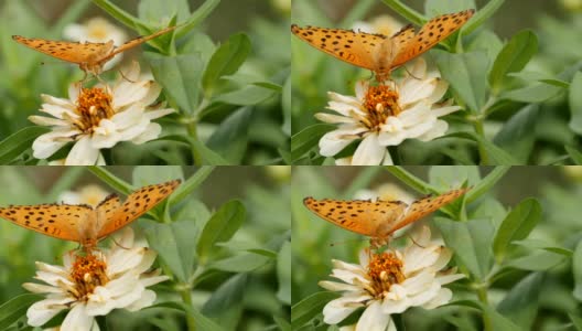 飞蝶和蝴蝶在吮吸花蜜高清在线视频素材下载